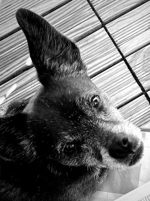 Trauer um den Hund: So individuell wie die Liebe zu Deinem Hund