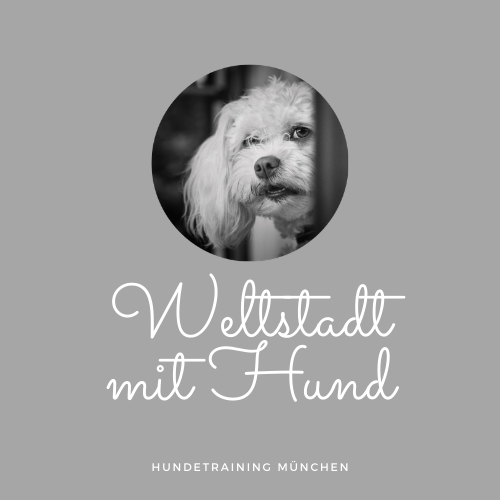 Was bedeuten Aufreiten und Rammeln beim Hund? Hundeschule München