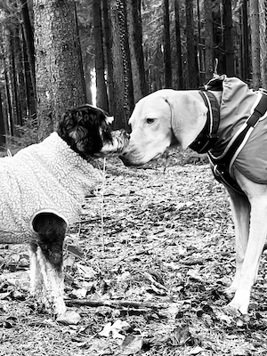 Hundebegegnungen trainieren - Frust oder Vermeidung?