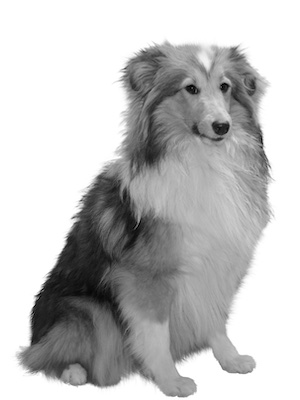 Resilienz beim Hund – warum sie so wichtig ist