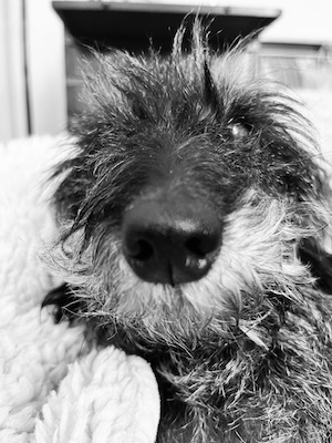 Hunde-Podcast: Grenzen setzen