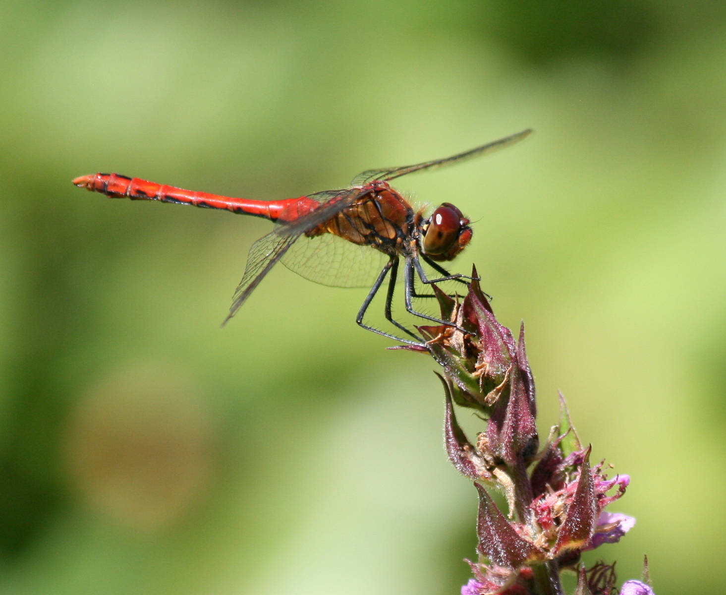 rotes Granatauge