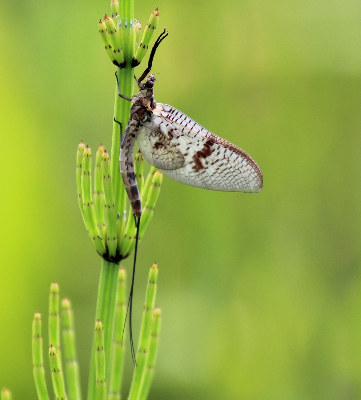 Eintagesfliege