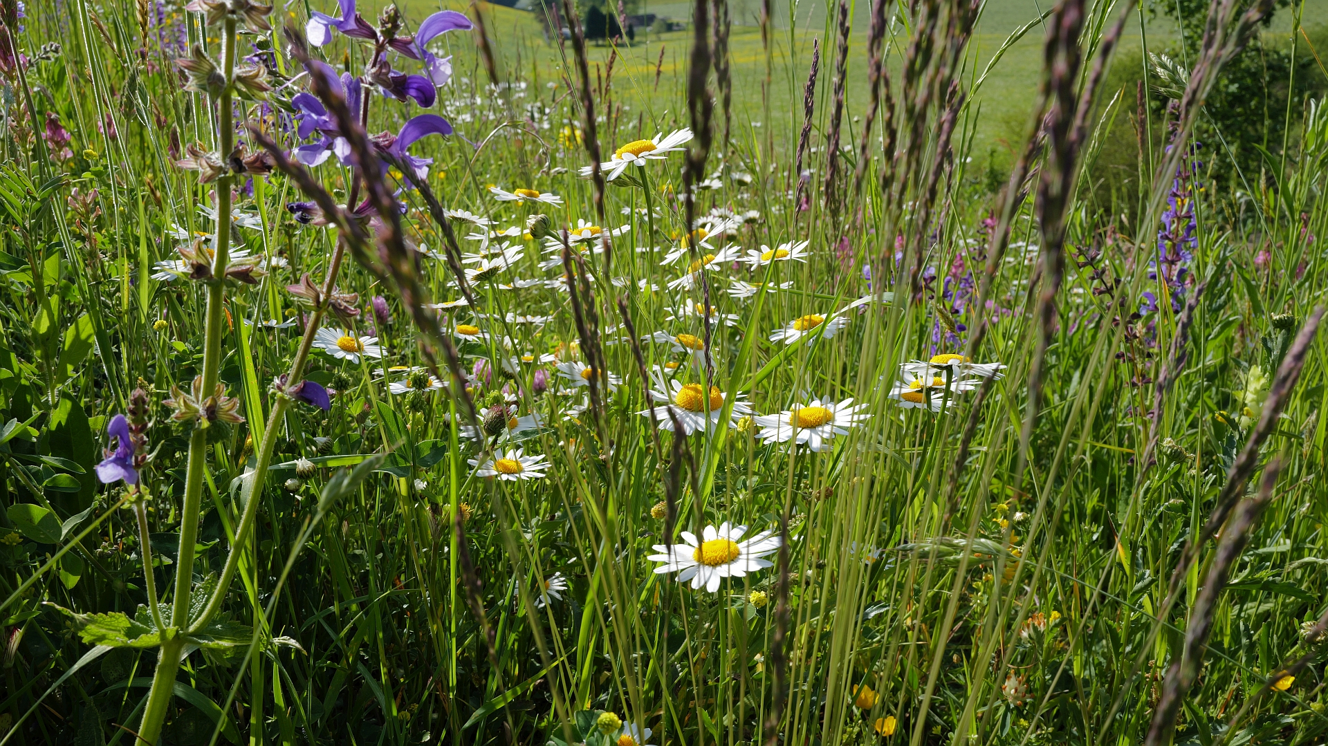 aktuelle Blumenwiese...