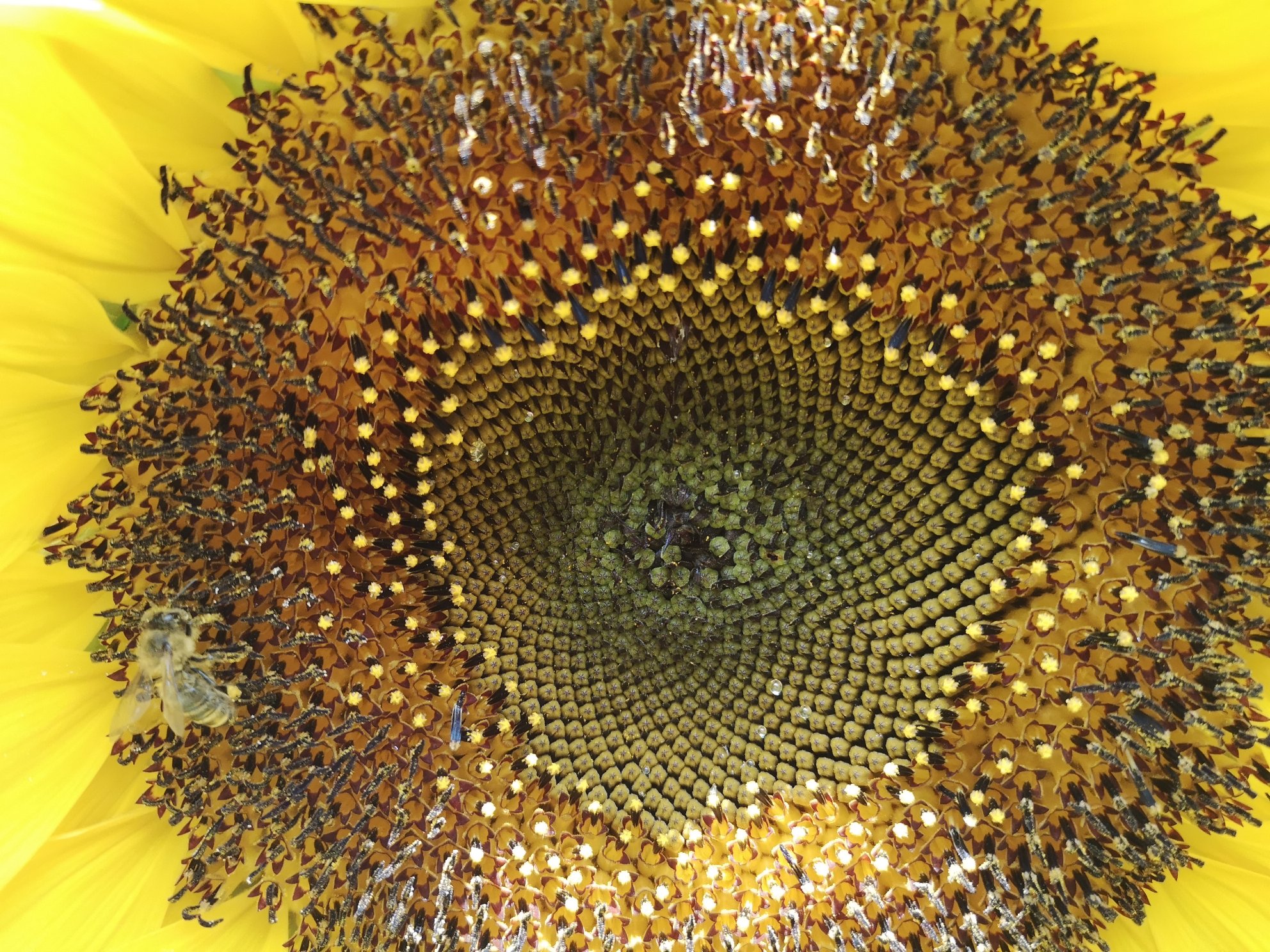 Sonnenblume