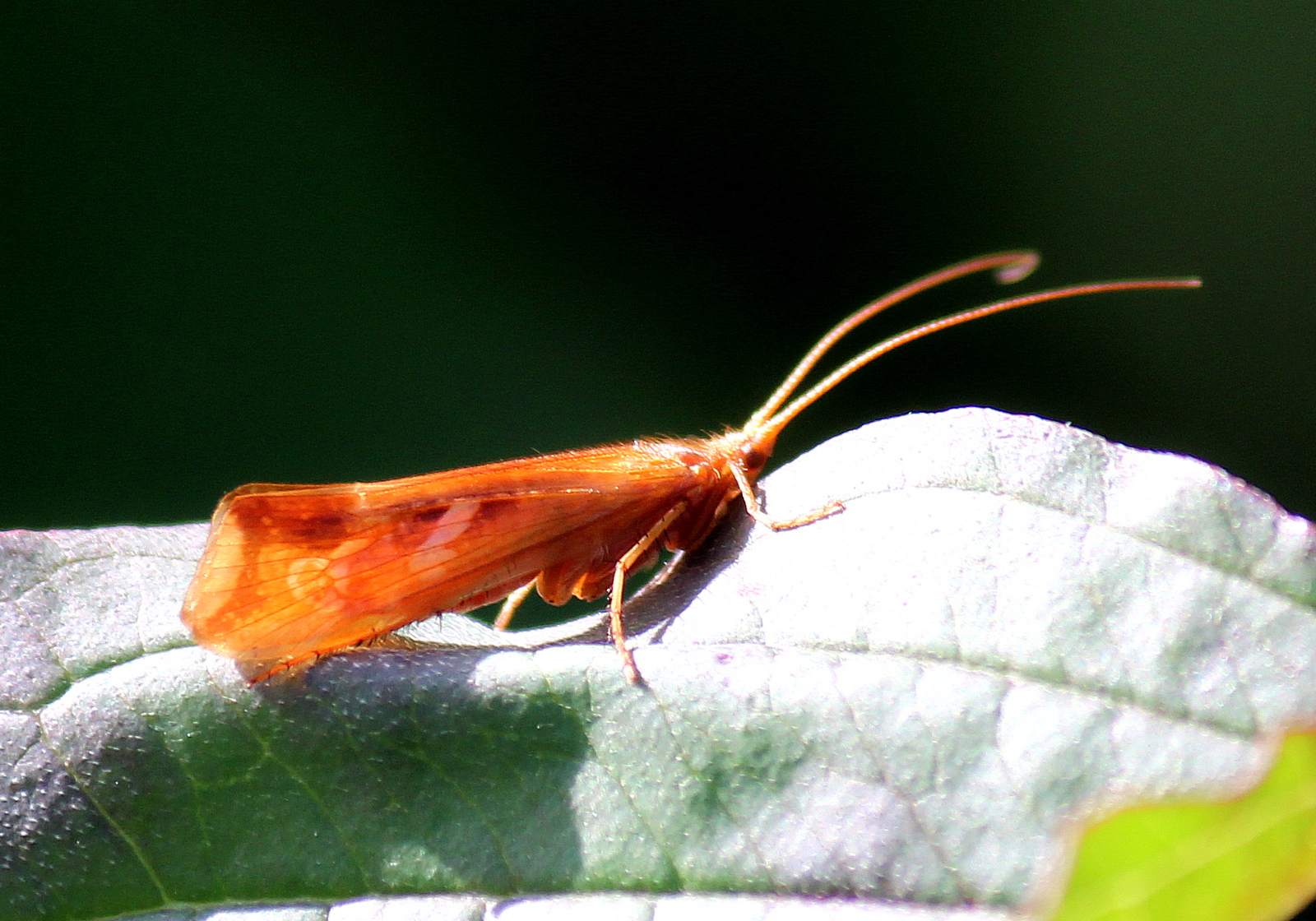 Köcherfliege