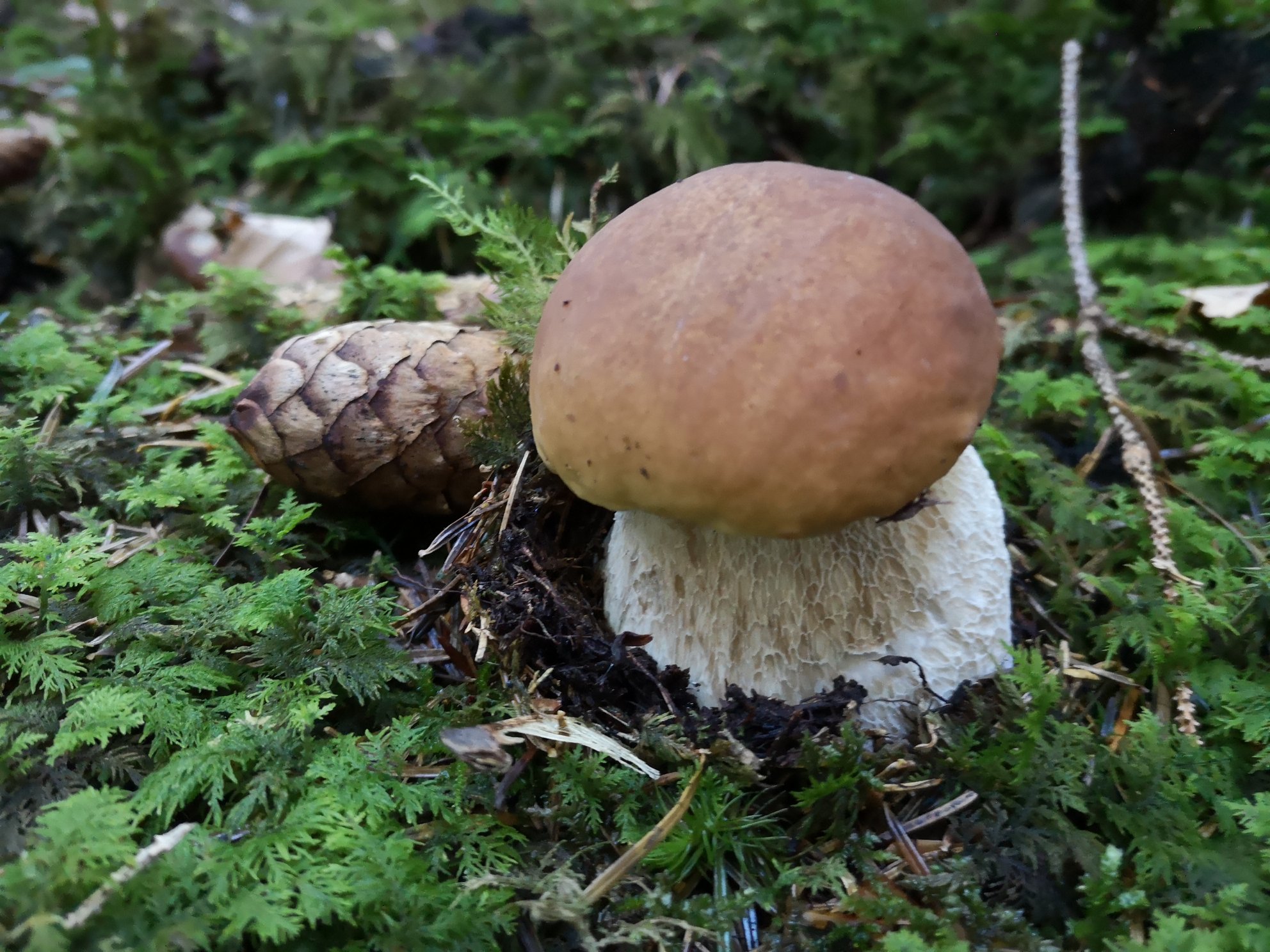 Steinpilz