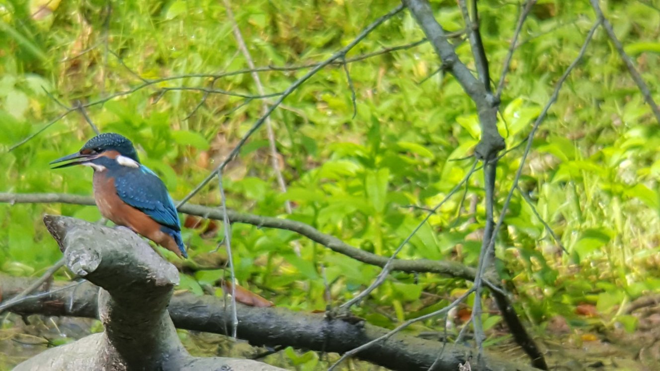 Eisvogel