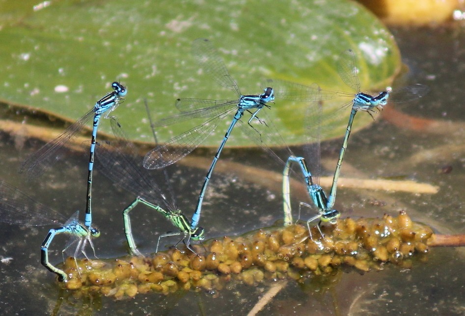 Gabel-,Hufeisen-, Gabel-Azurjungfer Botsberger Riet