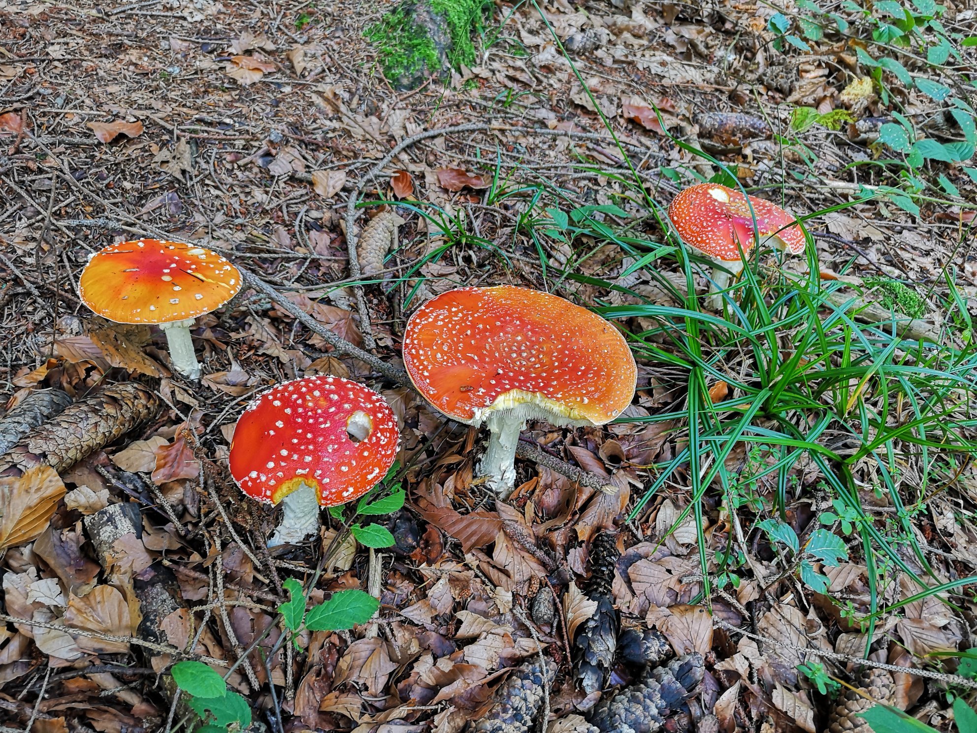 Fliegenpilze