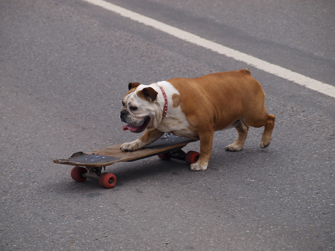 Vielleicht ist das etwas für uns. Wenn der Hund sich schon traut...