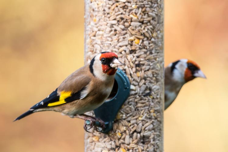 Feed The Bird