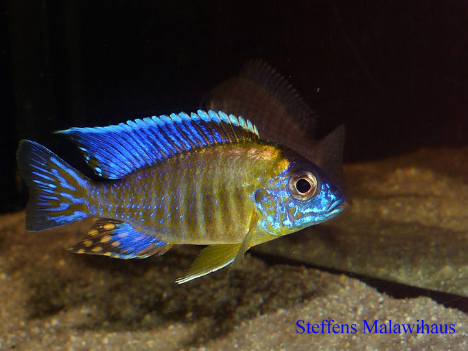 Malawisee Buntbarsche Haltung und Einrichting - malawizucht-msh Webseite!