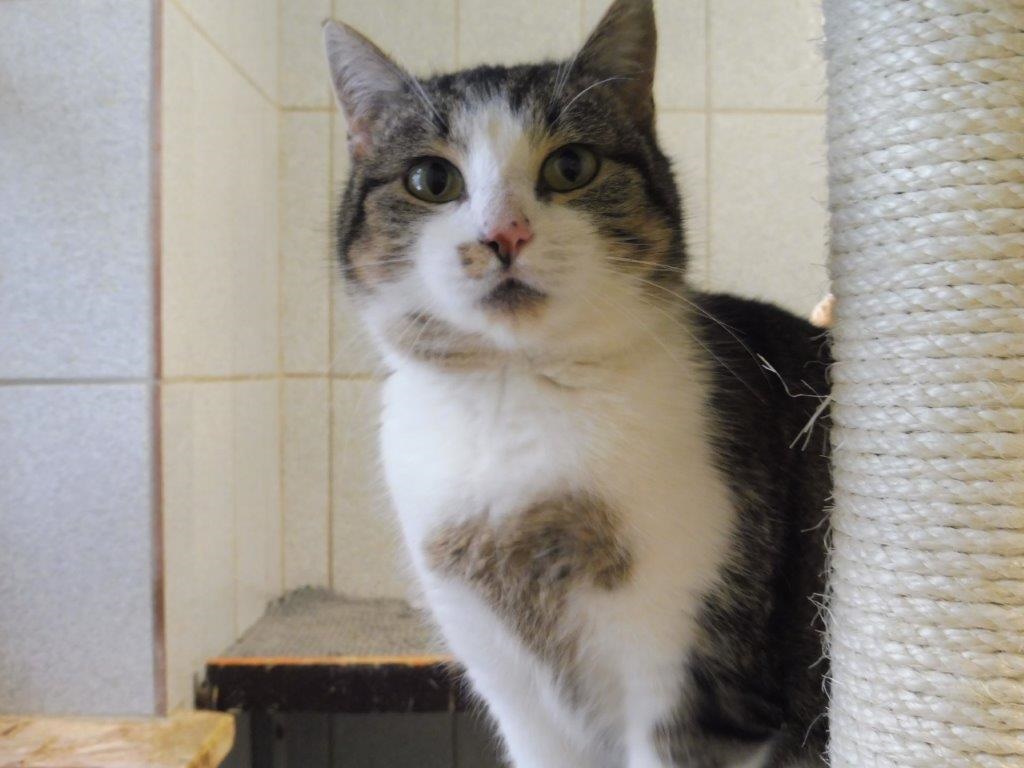 Happy End Katzen 2021 Tierheim Cham