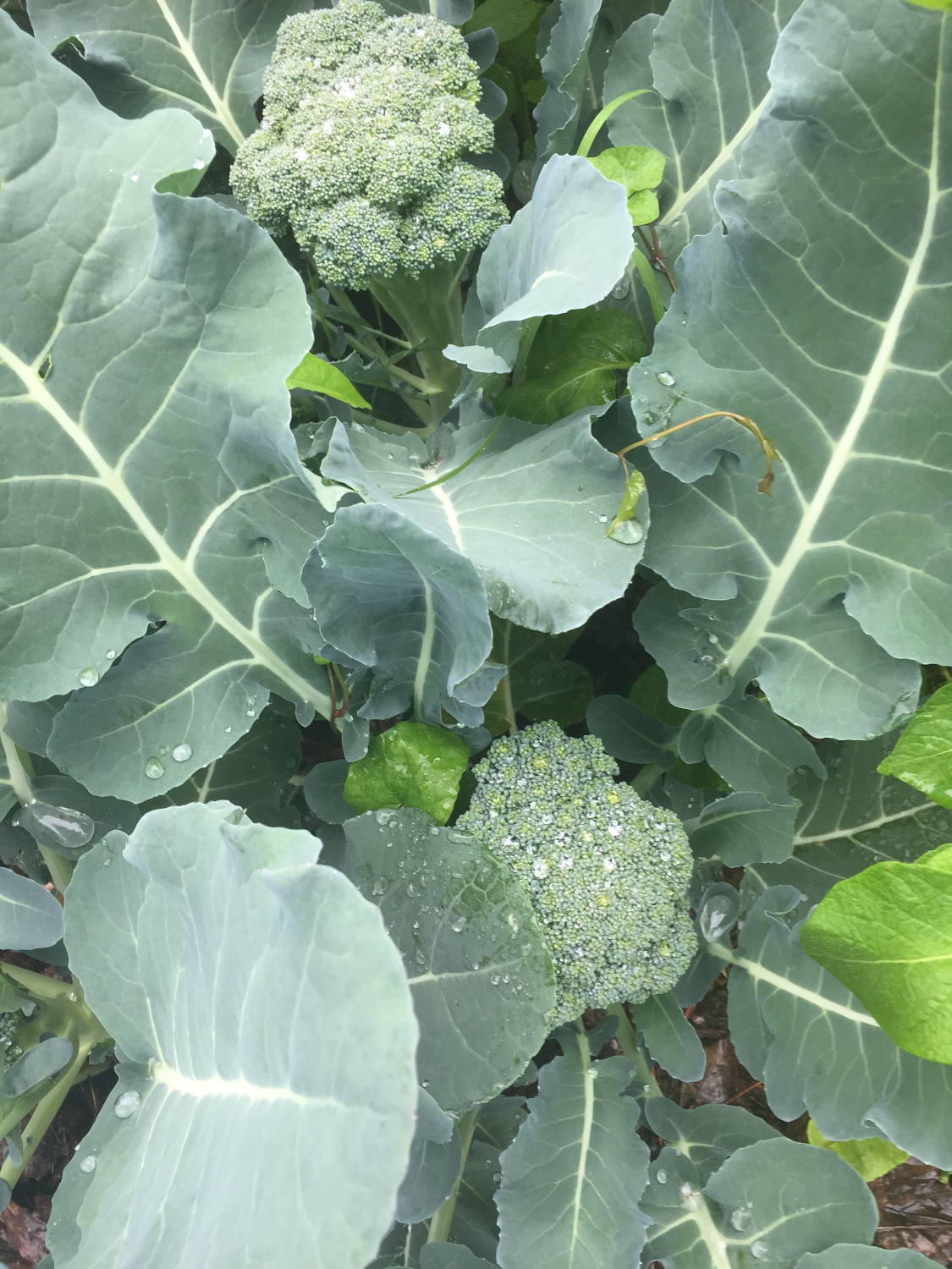 Broccoli