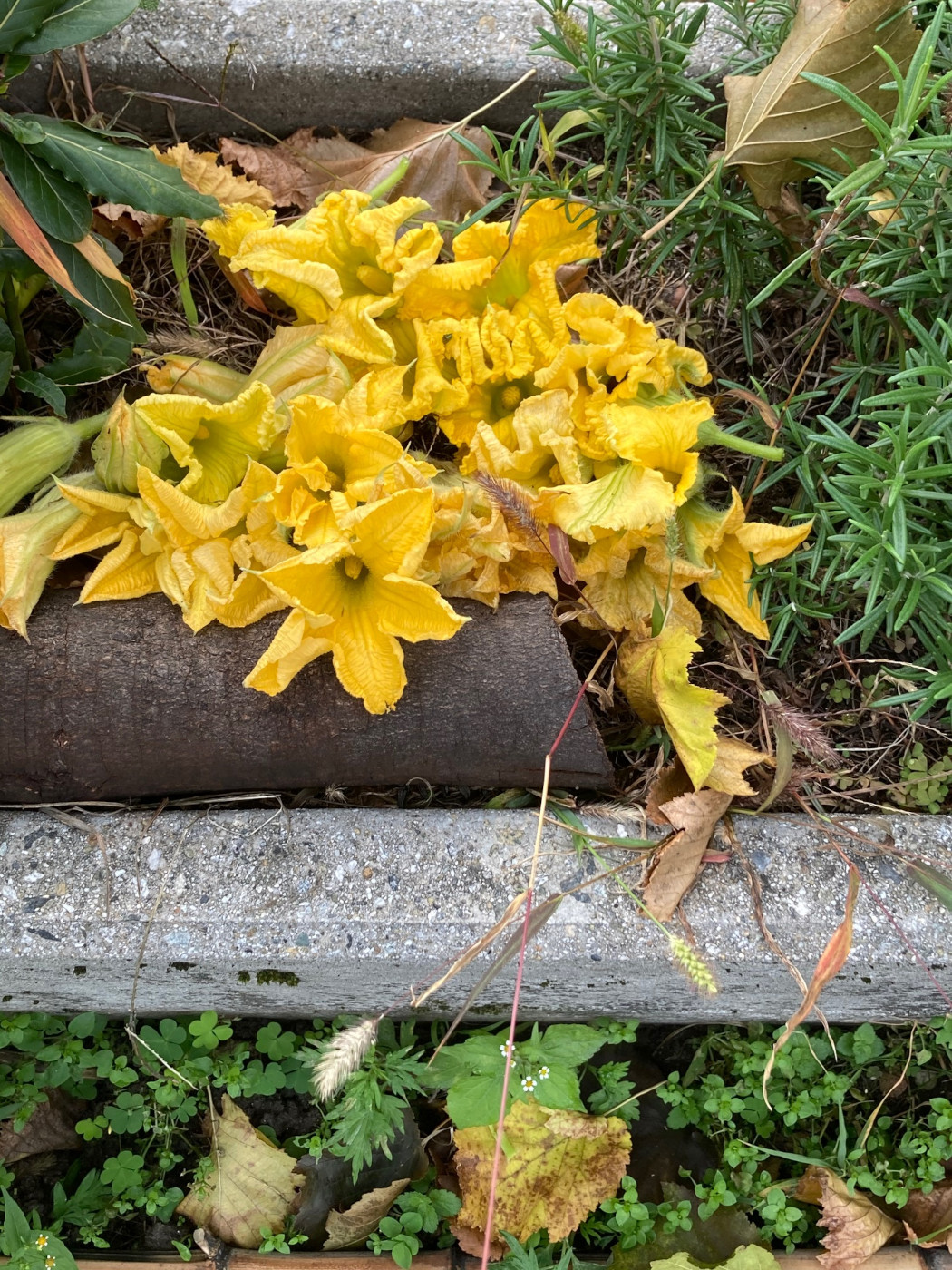 fiori di zucca
