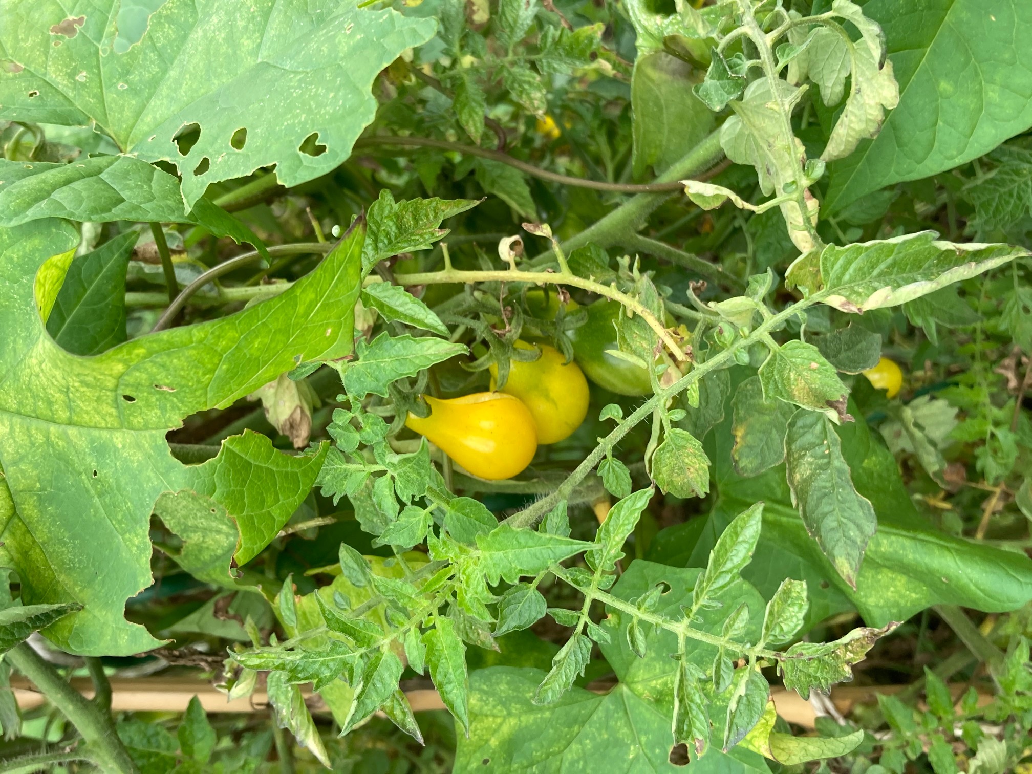 pomodorini gialli