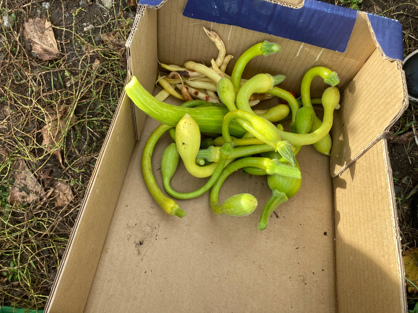 le ultime zucchine trombetta