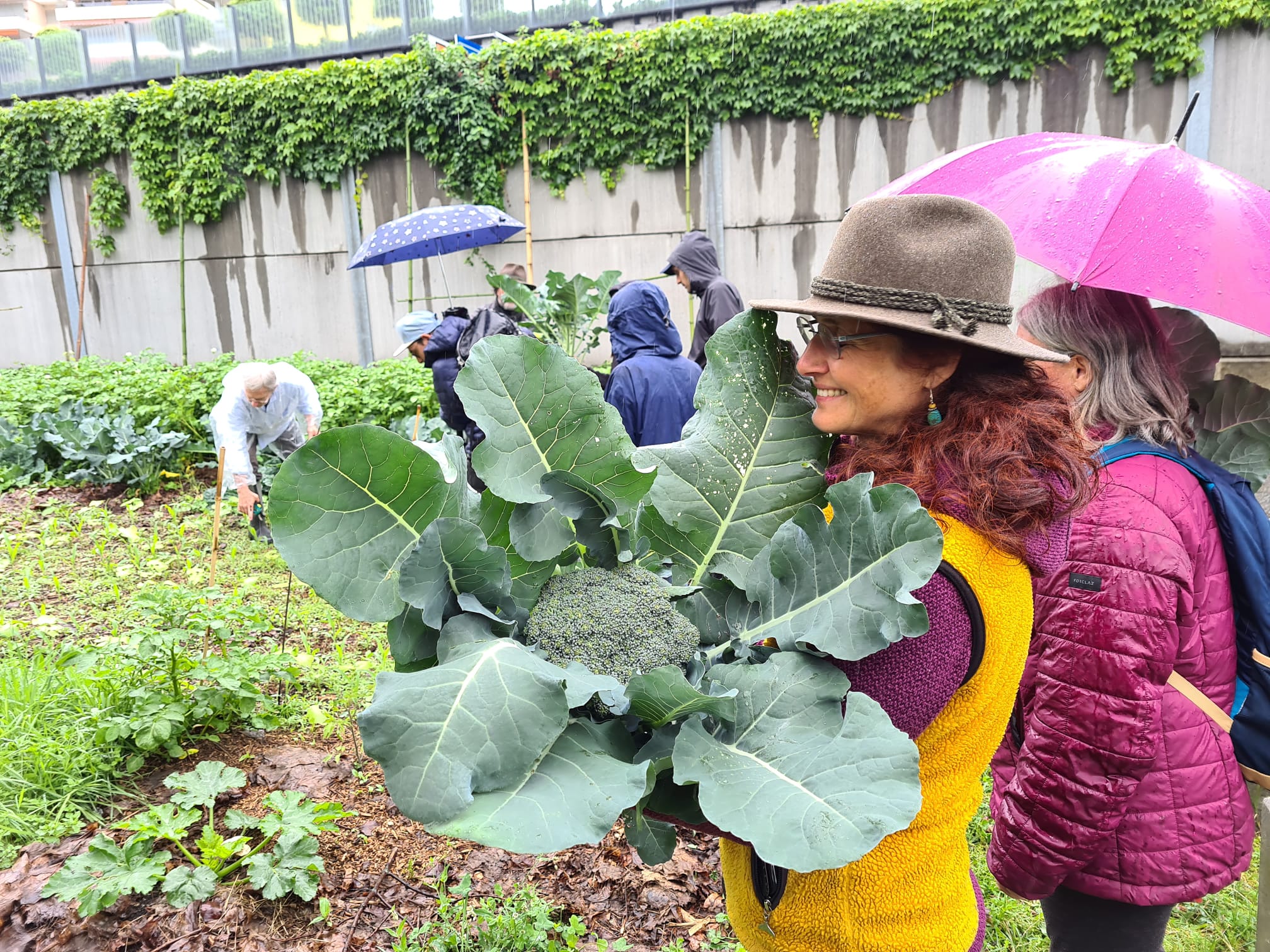 raccolta broccoli