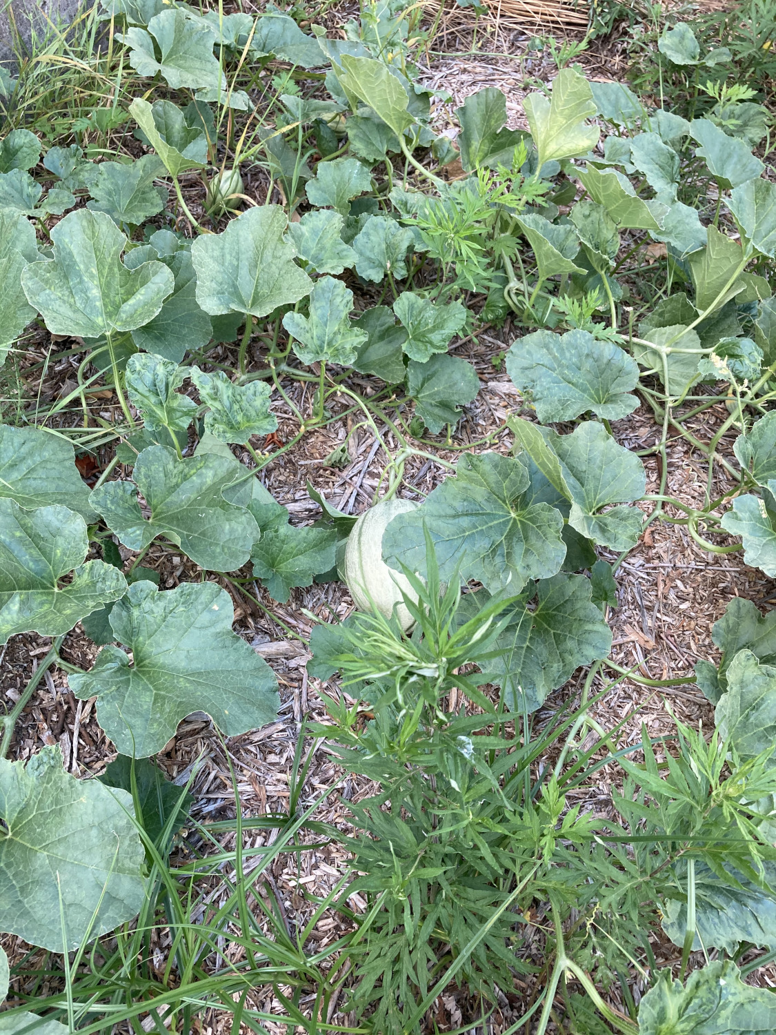 melone