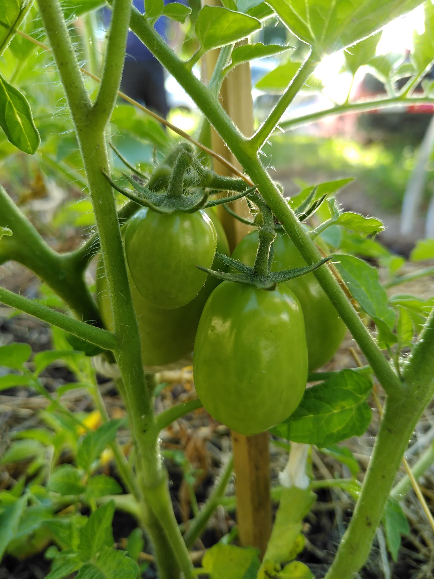 pomodori