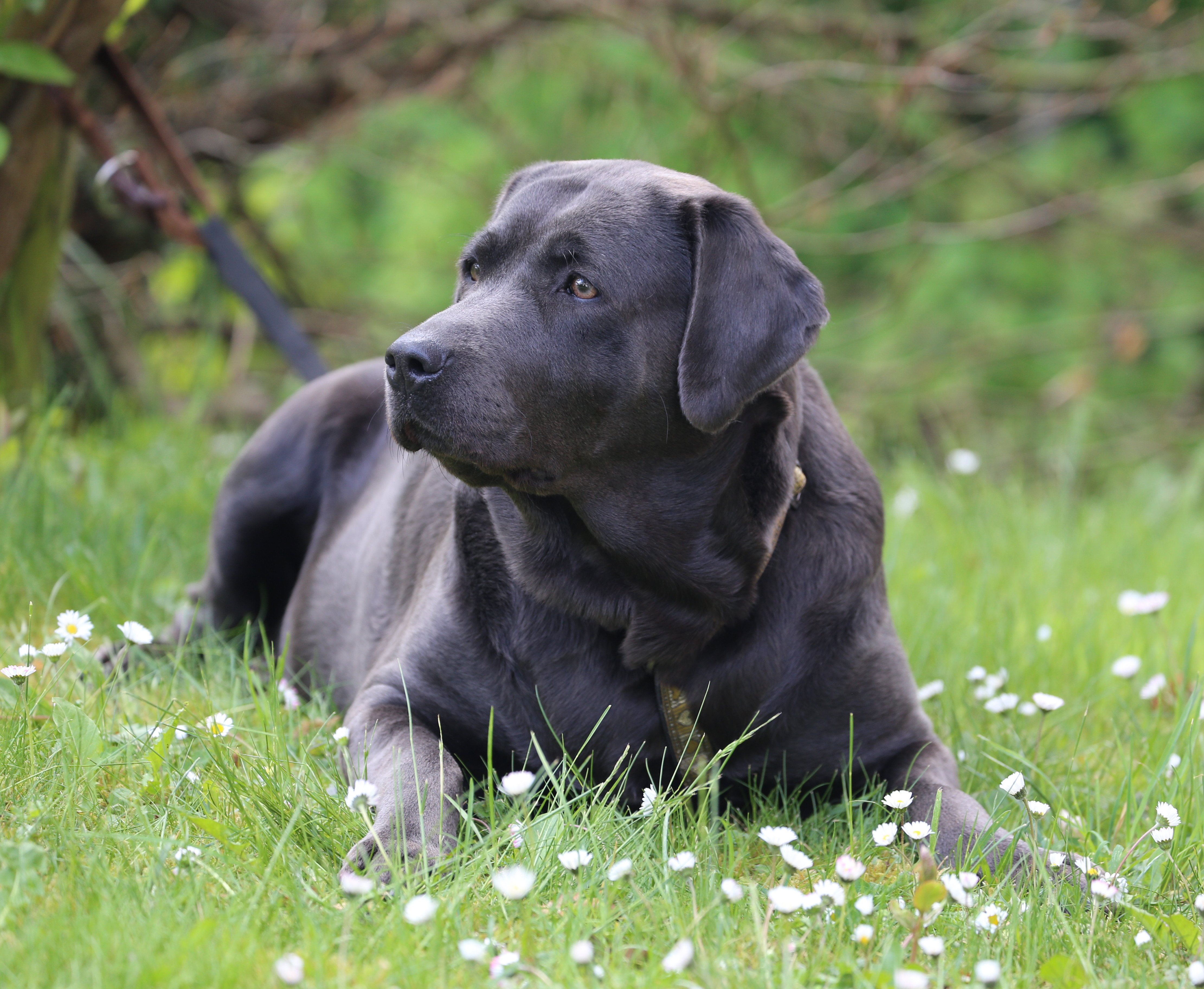 Uber Uns Mingan Labrador Labradore In Silber Charcoal Champagner Braun