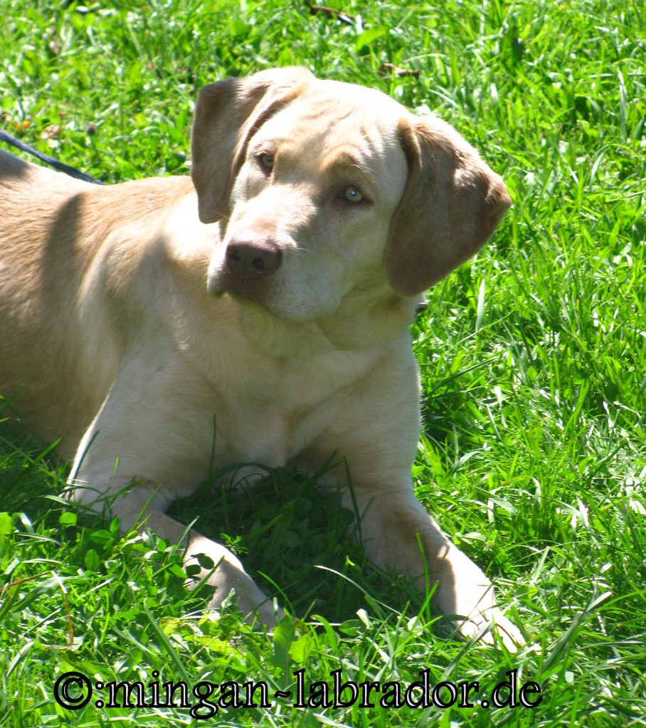 Leitziel unserer Labrador Zucht minganlabrador Labradore in Silber