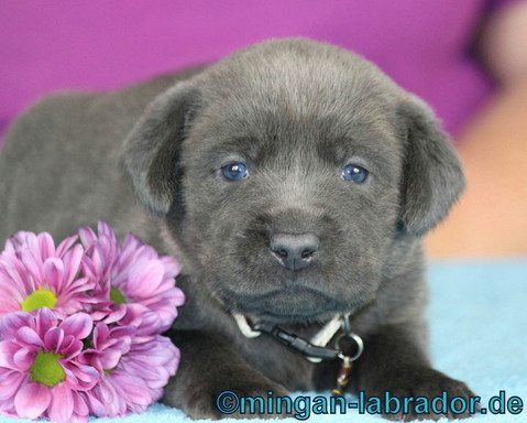 Unser charcoal Labrador Samu, hier mit ca. 4 Wochen