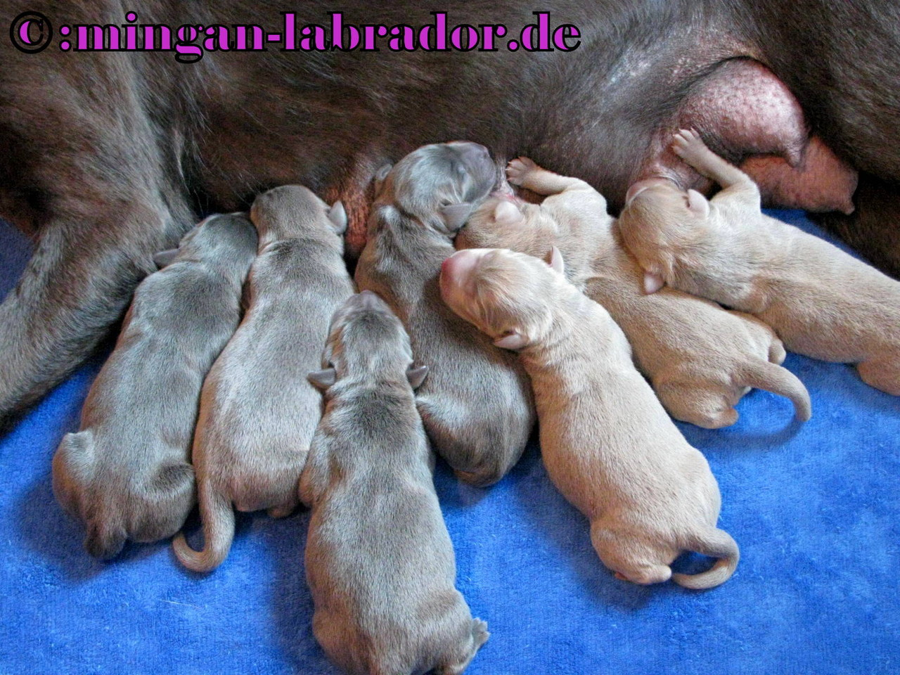 Mingan Labrador Galergie Der Silber Und Light Silber Labrador Welpen Mingan Labrador Labradore In Silber Charcoal Champagner Braun