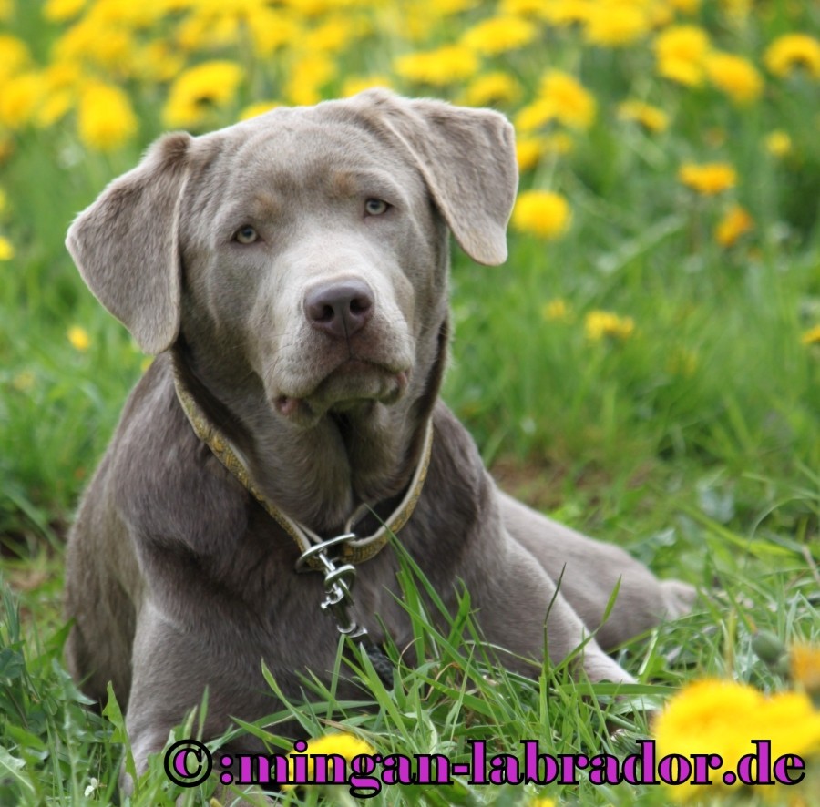 Wurfplanung1 minganlabrador Labradore in Silber, Charcoal