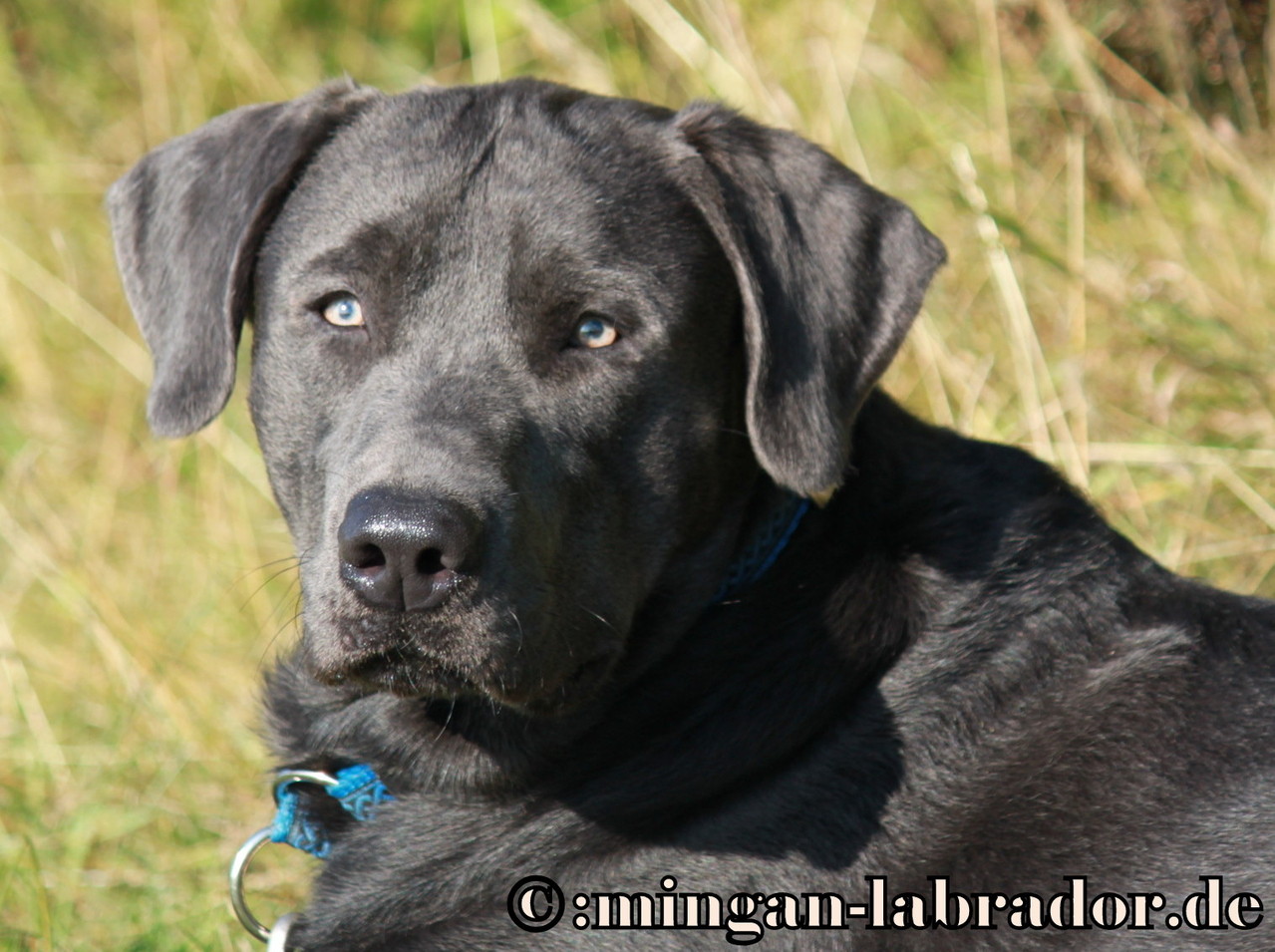 Galerie minganlabrador Labradore in Silber, Charcoal, Champagner, Braun