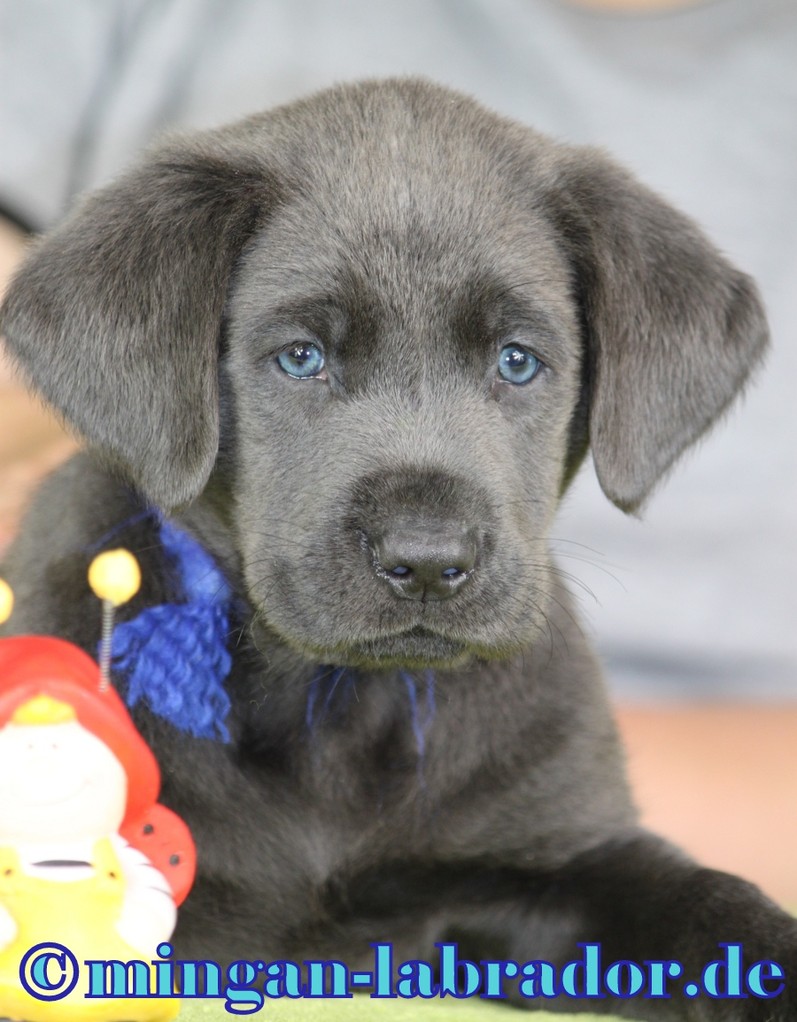 Labrador Charcoal minganlabrador Labradore in Silber, Charcoal