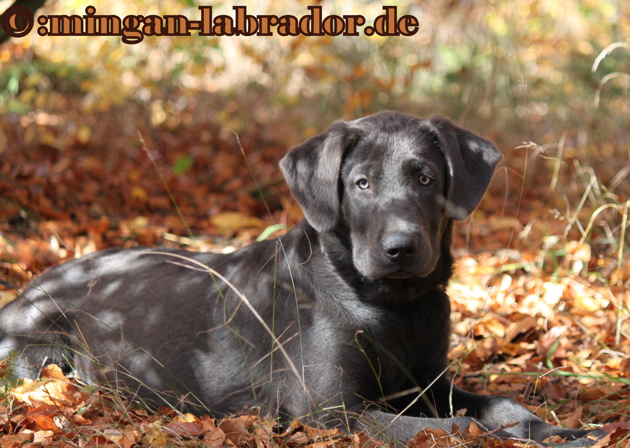 Labrador Charcoal minganlabrador Labradore in Silber, Charcoal