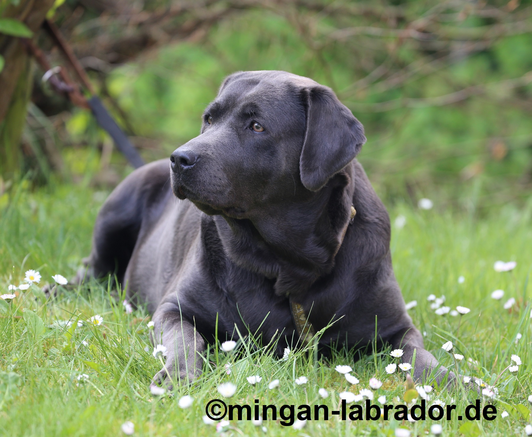 Zuchthündinnen/ females minganlabrador Labradore in Silber