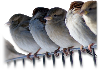Foto: "Spatzen" ... pfeifen von den Dächern / Infos zur betrieblichen Altersvorsorge, Quelle: pixabay.com