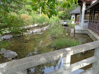 建物下の池