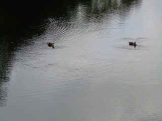 1羽ずつ3段の池へ移動しておりました。