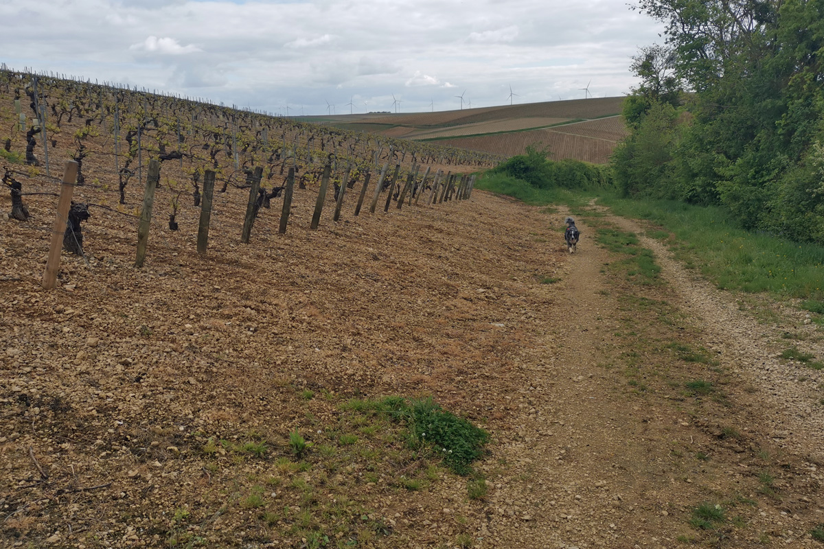 Beine in der Weinregion Chablis