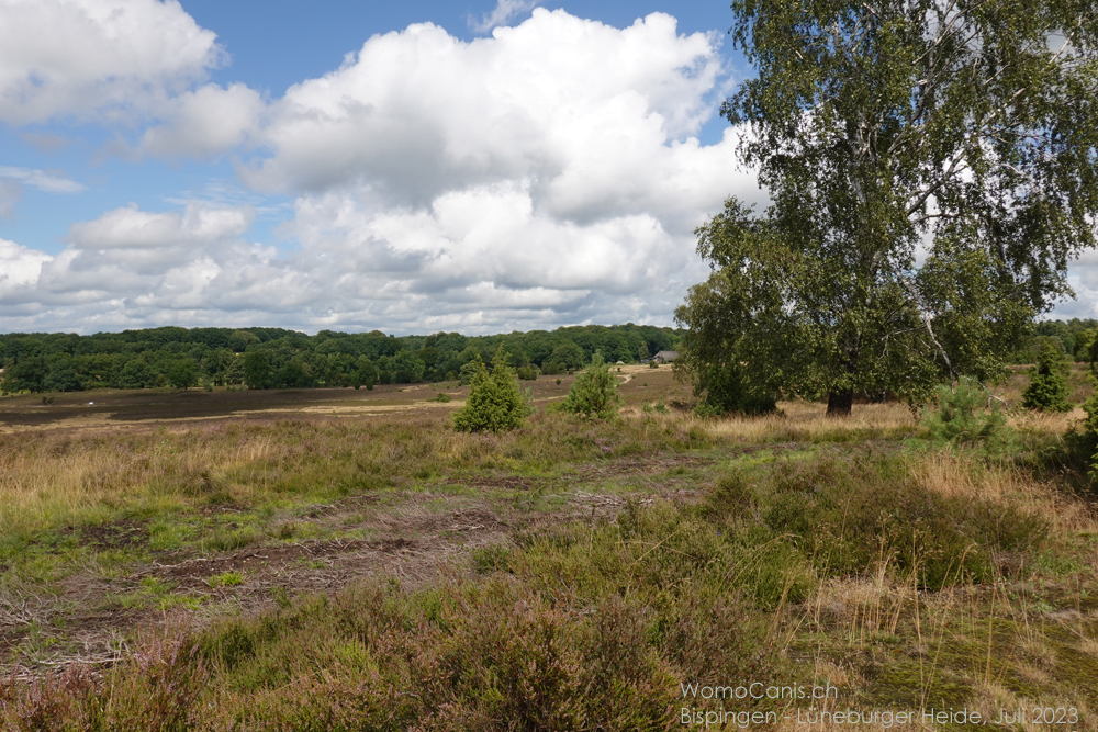 BISPINGEN IN DER LÜNEBURGER HEIDE