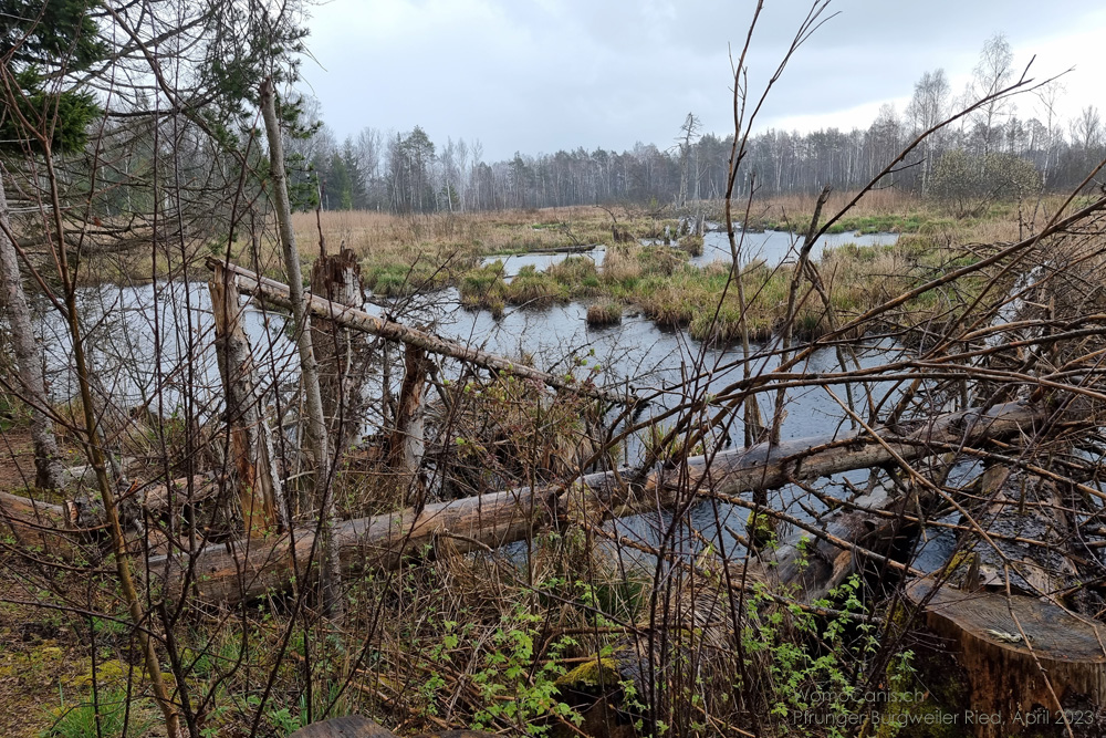 AM FÜNFECK-WEIHER BEI OSTRACH