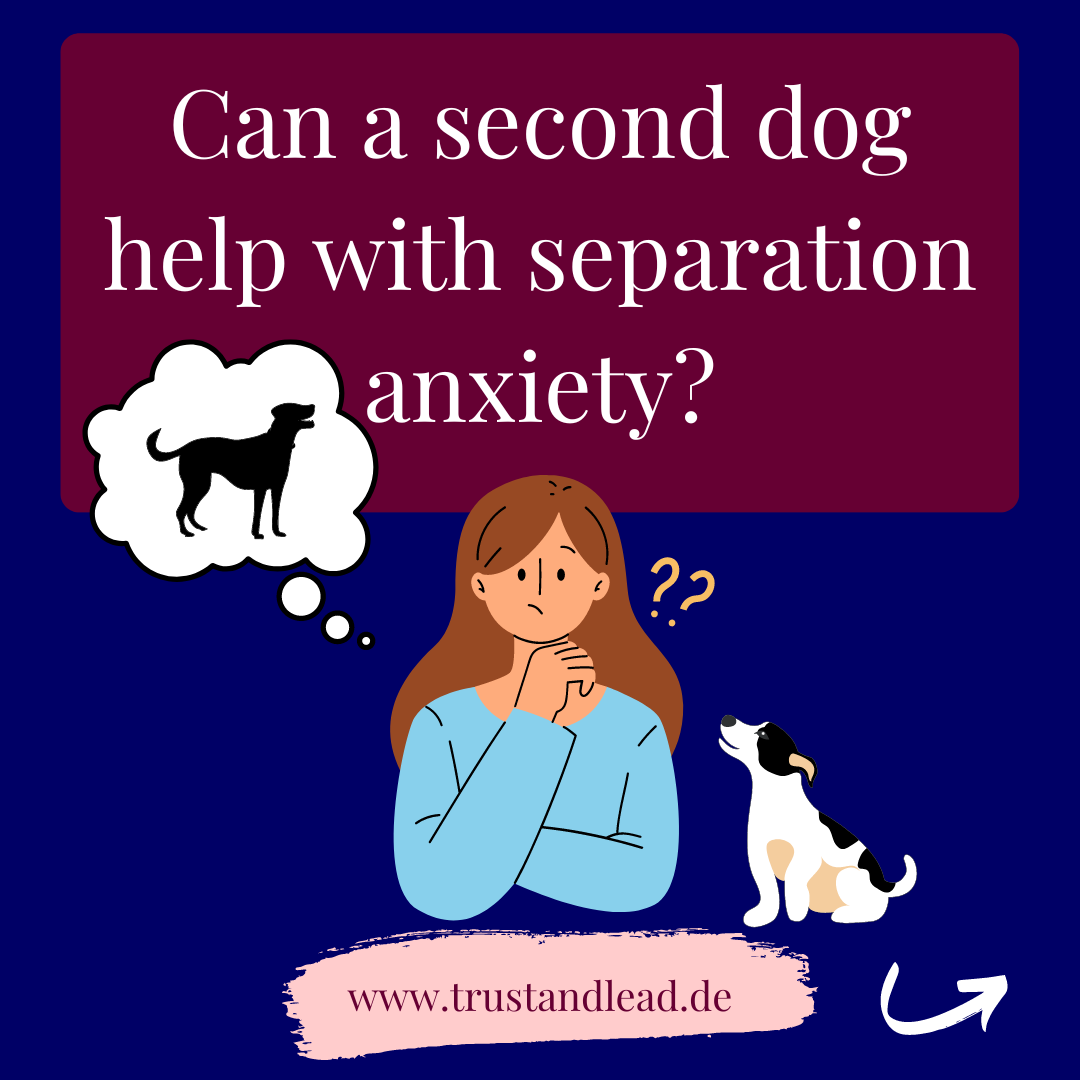 Can a second dog help with separation anxiety?