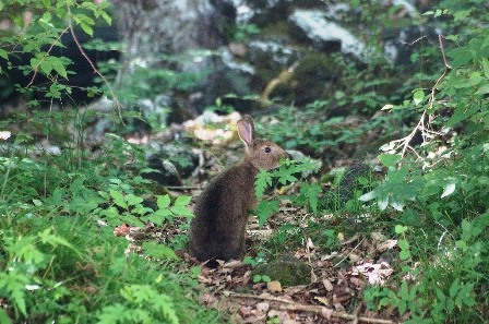 ノウサギが遊びにやってきています 富士市立少年自然の家 丸火自然公園
