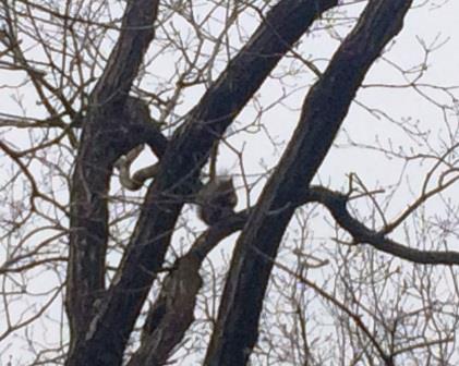 りす リス リスいたゾっ 富士市立少年自然の家 丸火自然公園 りす リス リスいたゾっ 富士市立少年自然の家 丸火自然公園