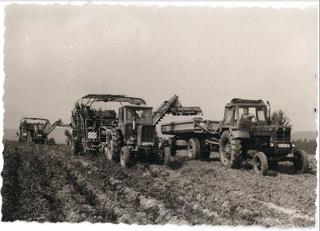 Kartoffelernte 1975
