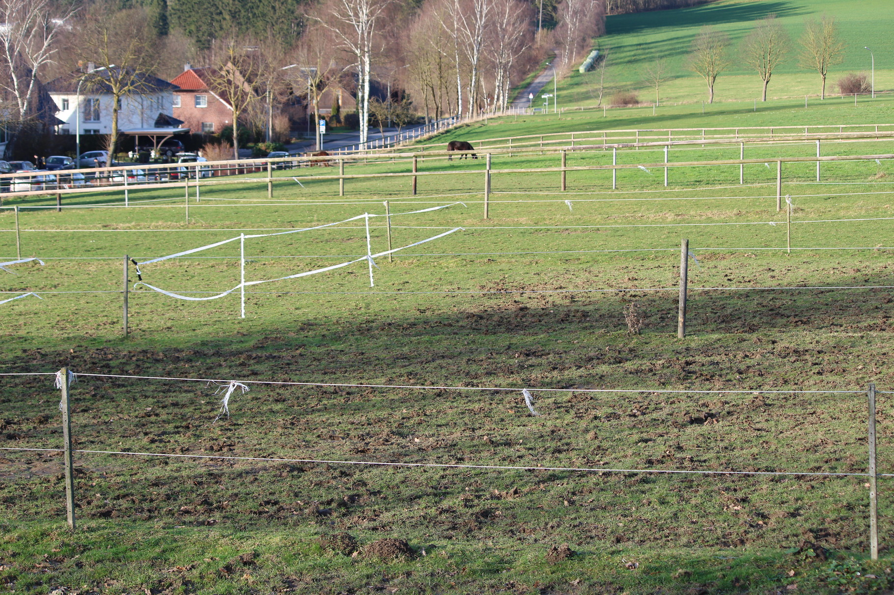 Winterweide mit Fohlen