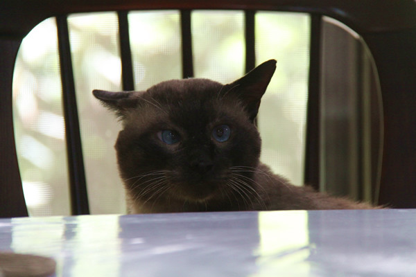 野良猫?