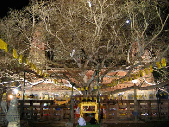 Der Bodi Baum in Bodh Gaya