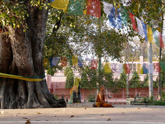 Meditation am Bodhi Baum