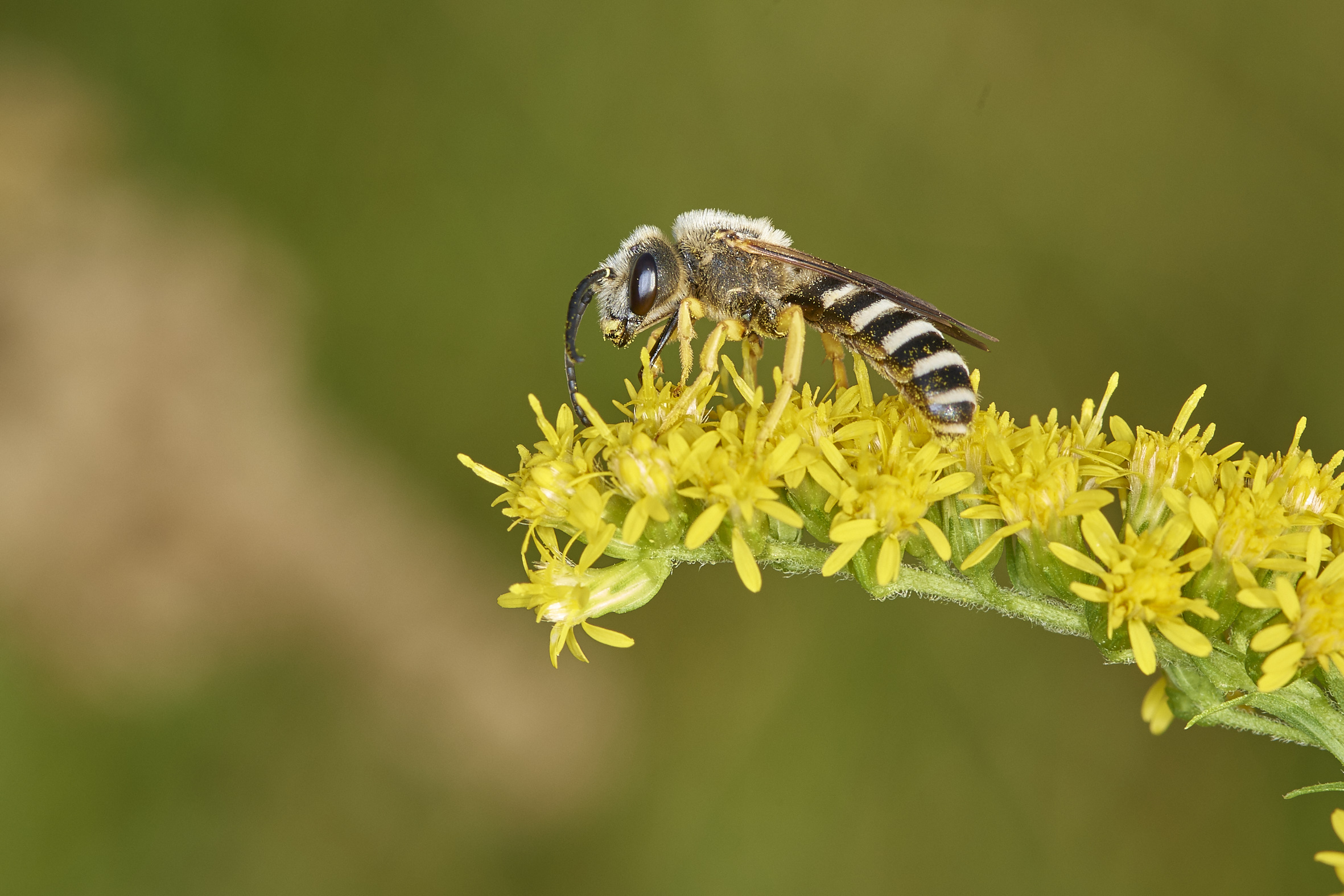 Insekten Doku Insekten Doku
