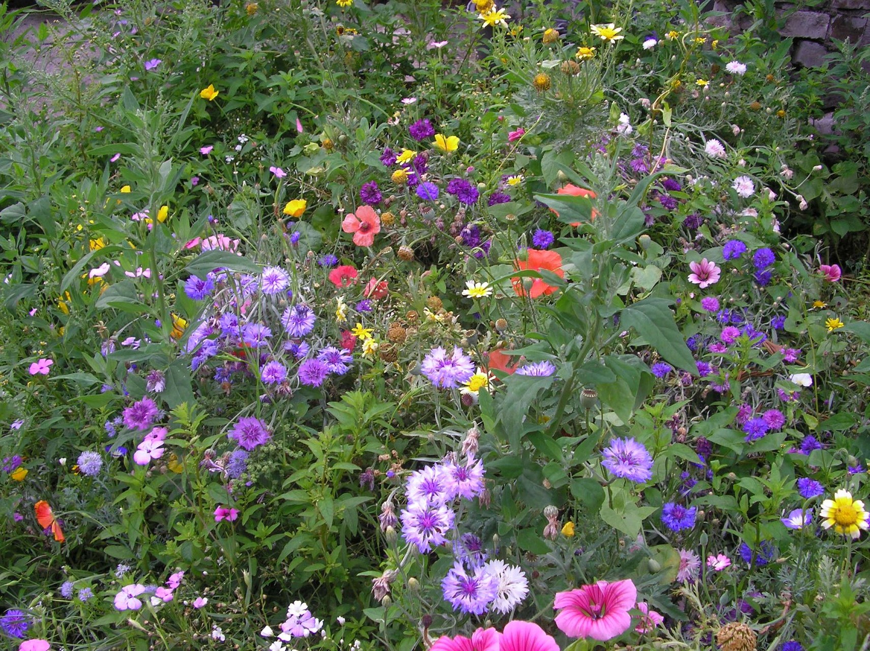 Blumenwiese 2008-1